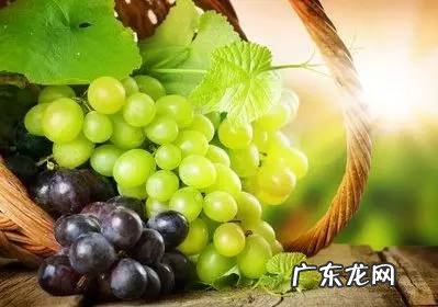 经常吃葡萄对身体好吗 吃葡萄有什么好处和功效