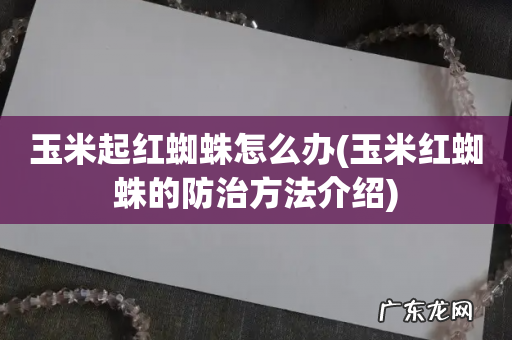 玉米红蜘蛛的防治方法介绍 玉米起红蜘蛛怎么办