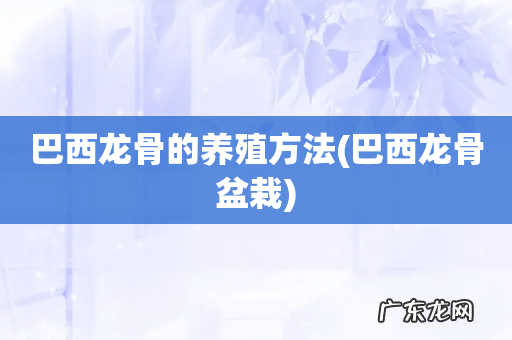 巴西龙骨盆栽 巴西龙骨的养殖方法