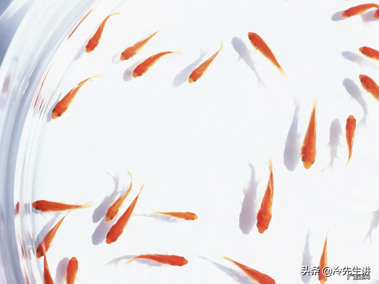 养鱼养几条好关于风水 从风水角度来说室内可以养鱼吗