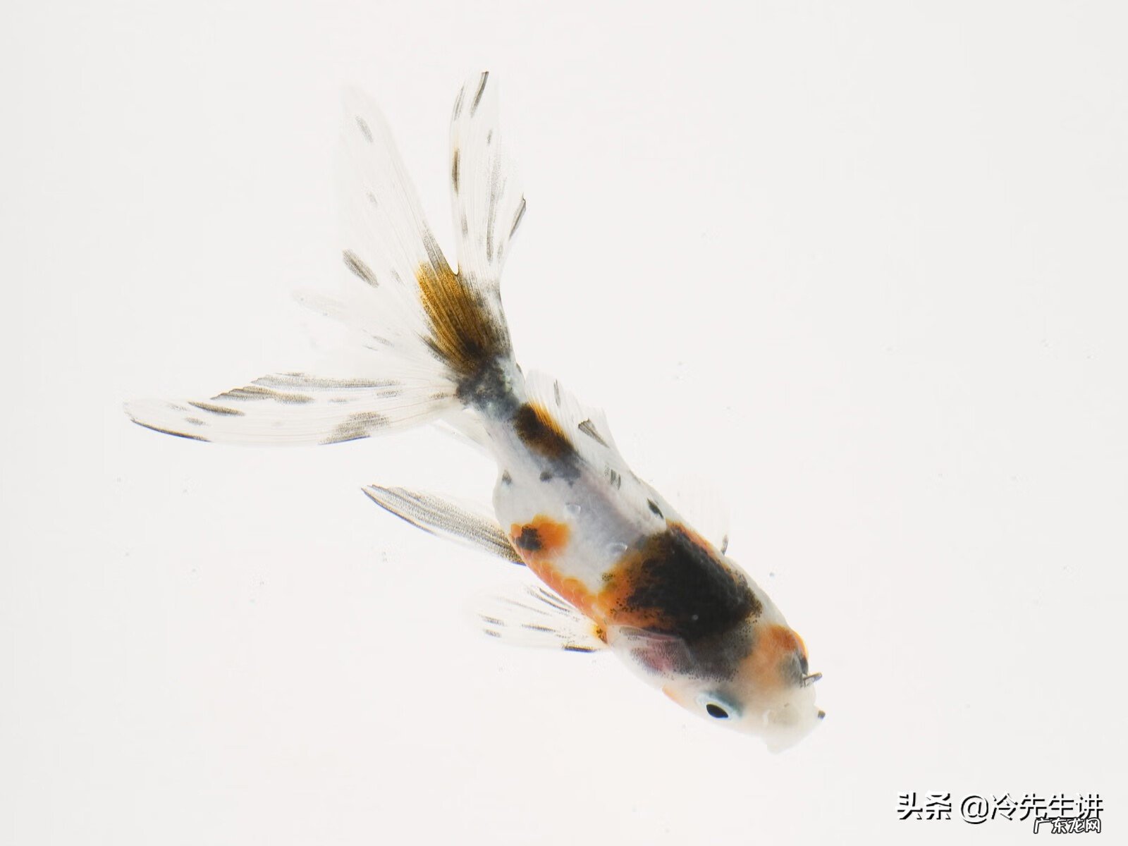 养鱼养几条好关于风水 从风水角度来说室内可以养鱼吗