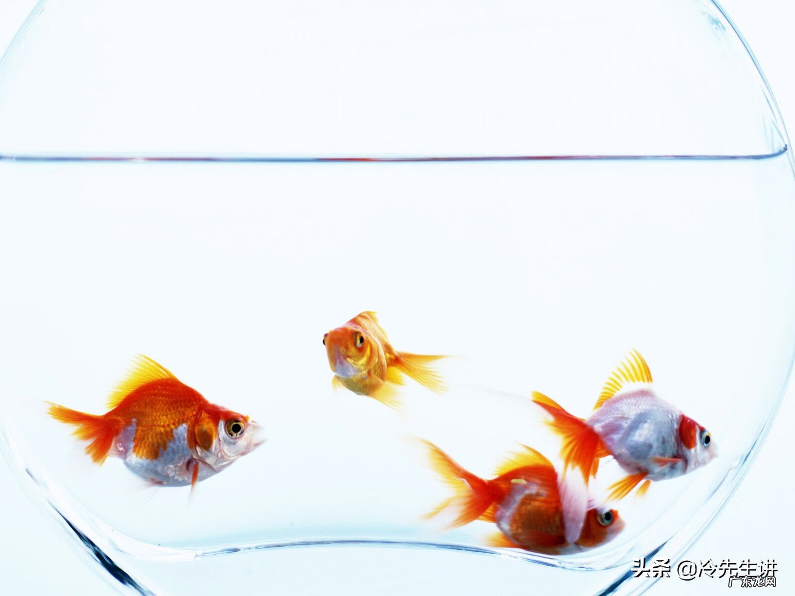 养鱼养几条好关于风水 从风水角度来说室内可以养鱼吗