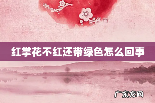 红掌花不红还带绿色怎么回事