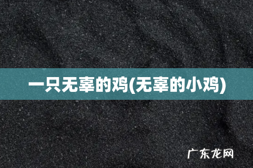 无辜的小鸡 一只无辜的鸡