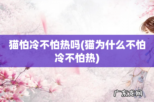 猫为什么不怕冷不怕热 猫怕冷不怕热吗