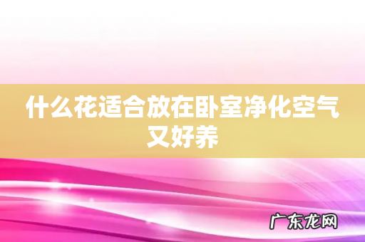 什么花适合放在卧室净化空气又好养