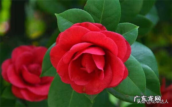 茶花放什么地方风水好 茶花放什么地方风水好?