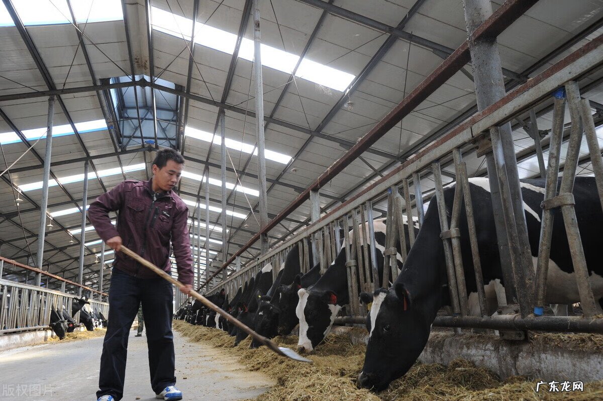 全球优质奶源地 奶源地排名