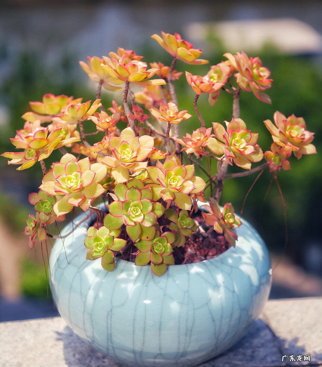 艳日辉有几种颜色 艳日辉的风水寓意