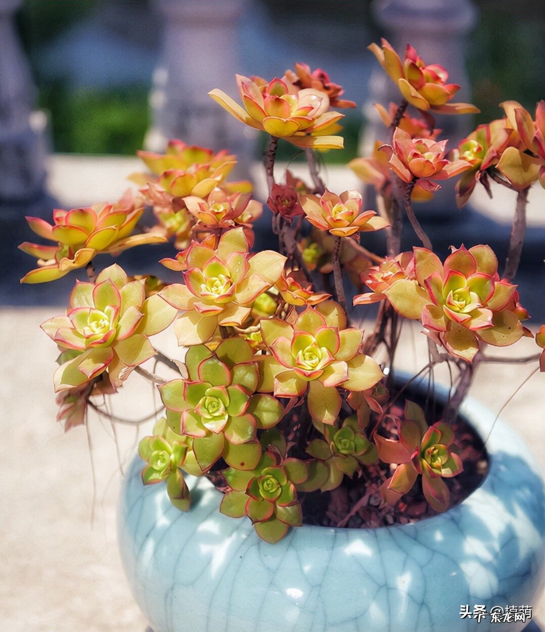 艳日辉有几种颜色 艳日辉的风水寓意