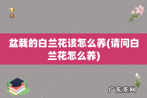 请问白兰花怎么养 盆栽的白兰花该怎么养