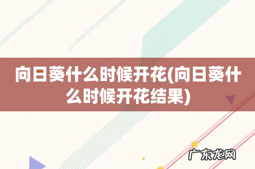 向日葵什么时候开花结果 向日葵什么时候开花