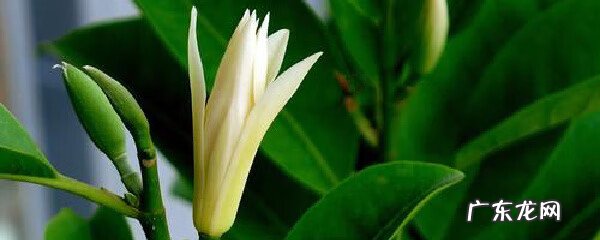 黄桷兰种庭院风水好吗 房前栽黄桷楠对风水好不好