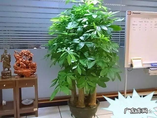 好风水向偏一点影响大吗 东南方位摆放什么好风水