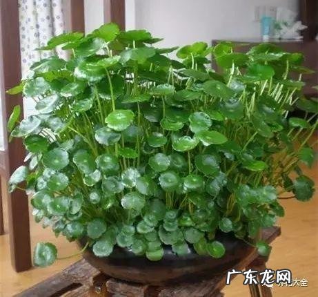 好风水向偏一点影响大吗 东南方位摆放什么好风水