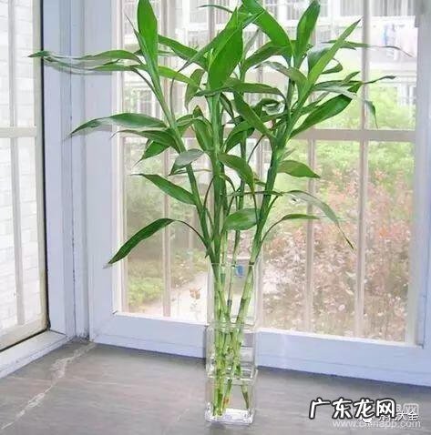 好风水向偏一点影响大吗 东南方位摆放什么好风水