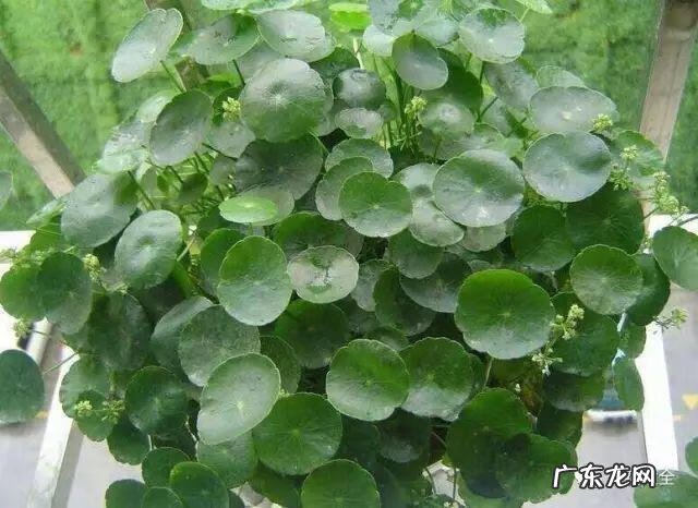 好风水向偏一点影响大吗 东南方位摆放什么好风水