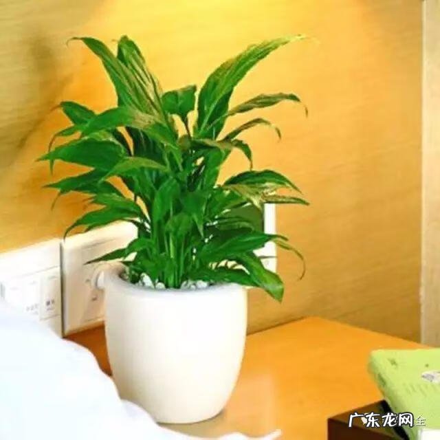 好风水向偏一点影响大吗 东南方位摆放什么好风水