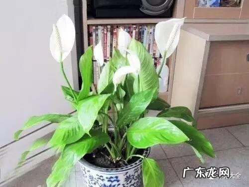 好风水向偏一点影响大吗 东南方位摆放什么好风水