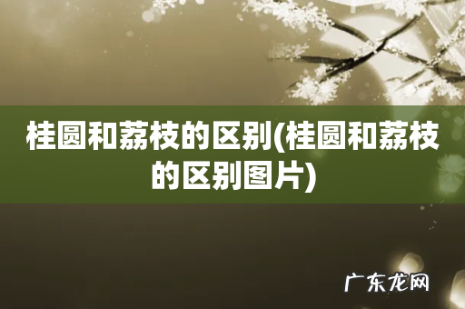 桂圆和荔枝的区别图片 桂圆和荔枝的区别