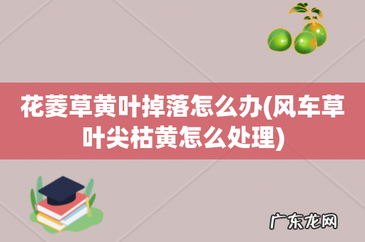 风车草叶尖枯黄怎么处理 花菱草黄叶掉落怎么办