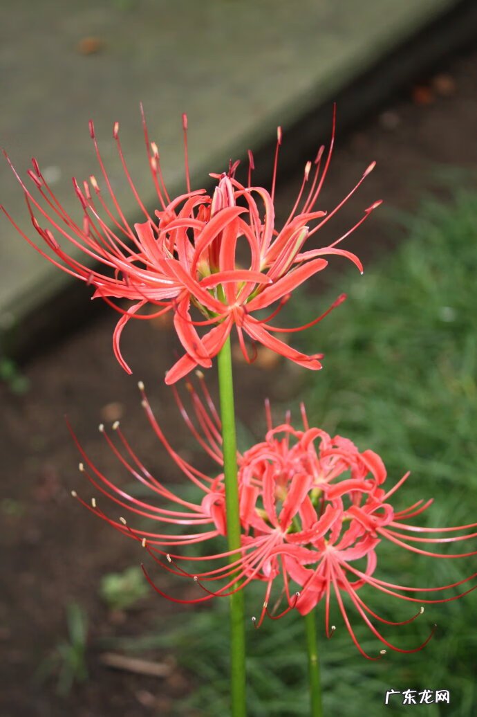 有毒的花名字及图片 什么花有毒性