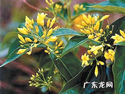 有毒的花名字及图片 什么花有毒性