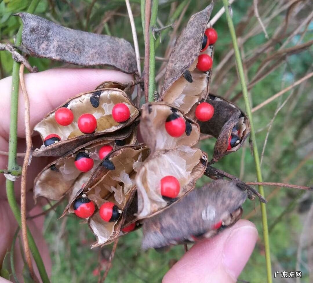 有毒的花名字及图片 什么花有毒性