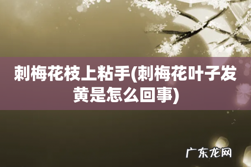 刺梅花叶子发黄是怎么回事 刺梅花枝上粘手