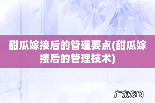 甜瓜嫁接后的管理技术 甜瓜嫁接后的管理要点
