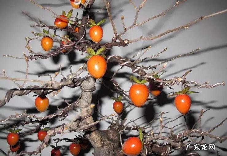 上等风水宝地图 四金四木风水宝地图