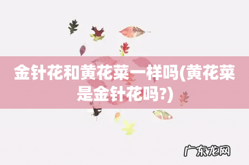 黄花菜是金针花吗? 金针花和黄花菜一样吗