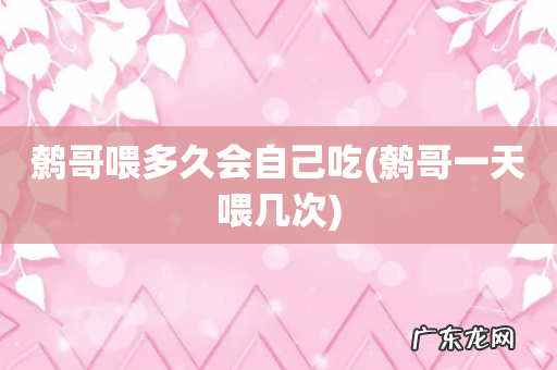鹩哥一天喂几次 鹩哥喂多久会自己吃