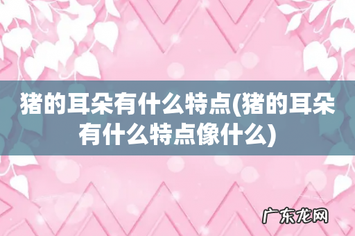 猪的耳朵有什么特点像什么 猪的耳朵有什么特点