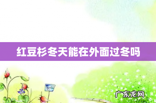 红豆杉冬天能在外面过冬吗