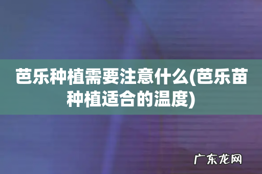 芭乐苗种植适合的温度 芭乐种植需要注意什么