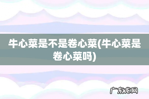 牛心菜是卷心菜吗 牛心菜是不是卷心菜