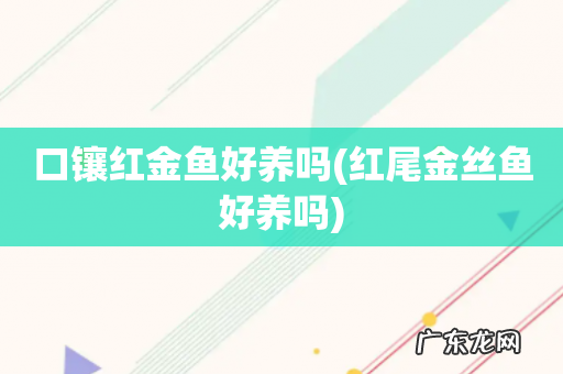 红尾金丝鱼好养吗 口镶红金鱼好养吗