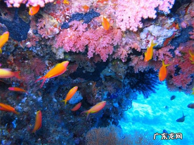 魔法岛 魔力岛在哪