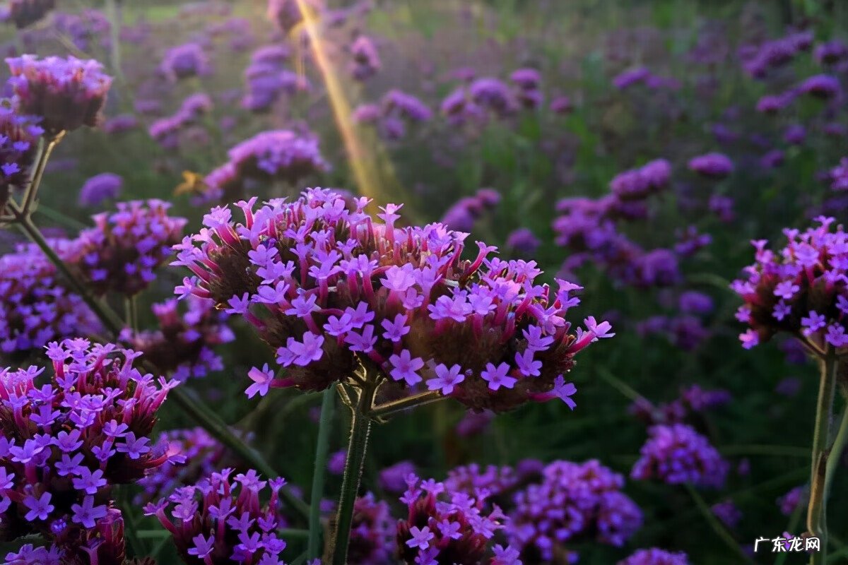 鸡皮肤是什么意思 鸡皮肤到底是什么
