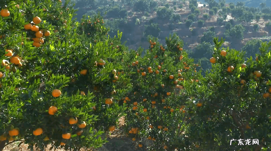 芦柑的拼音 芦柑