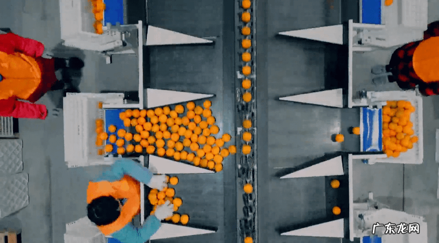 芦柑的拼音 芦柑