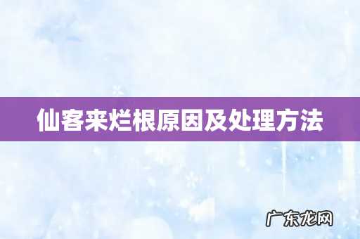 仙客来烂根原因及处理方法