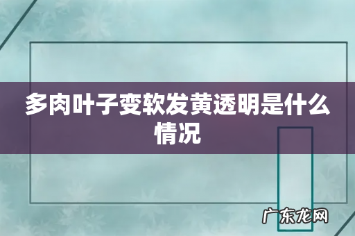 多肉叶子变软发黄透明是什么情况