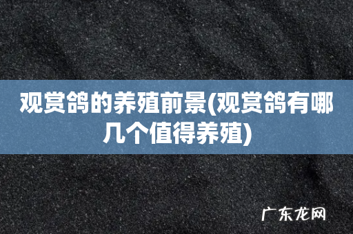 观赏鸽有哪几个值得养殖 观赏鸽的养殖前景