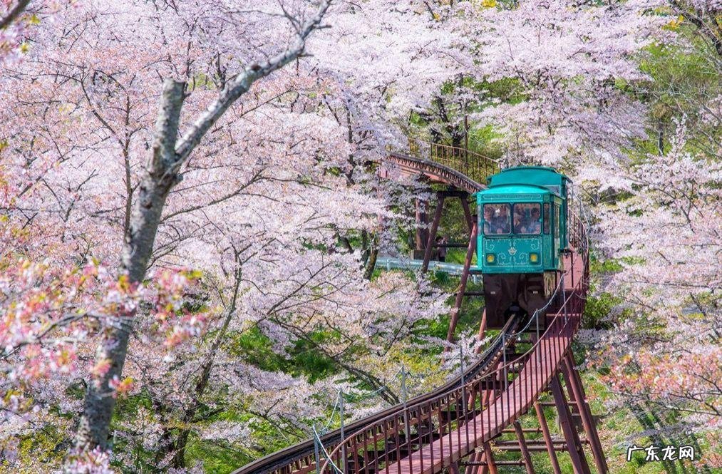 樱花祭luxiem 日本樱花祭