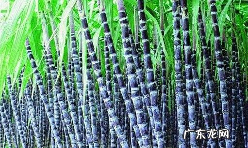 黑皮甘蔗图片 黑皮甘蔗和绿皮甘蔗哪个好