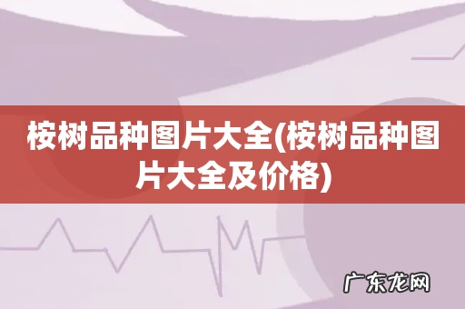 桉树品种图片大全及价格 桉树品种图片大全