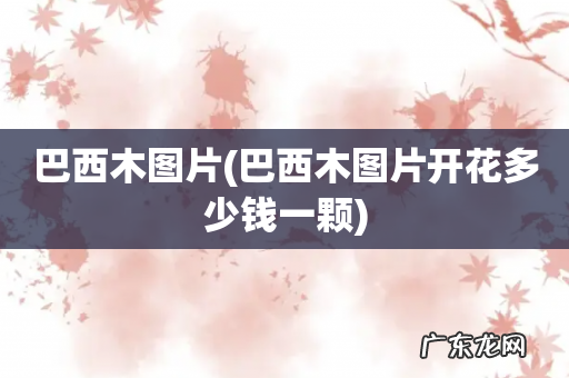 巴西木图片开花多少钱一颗 巴西木图片