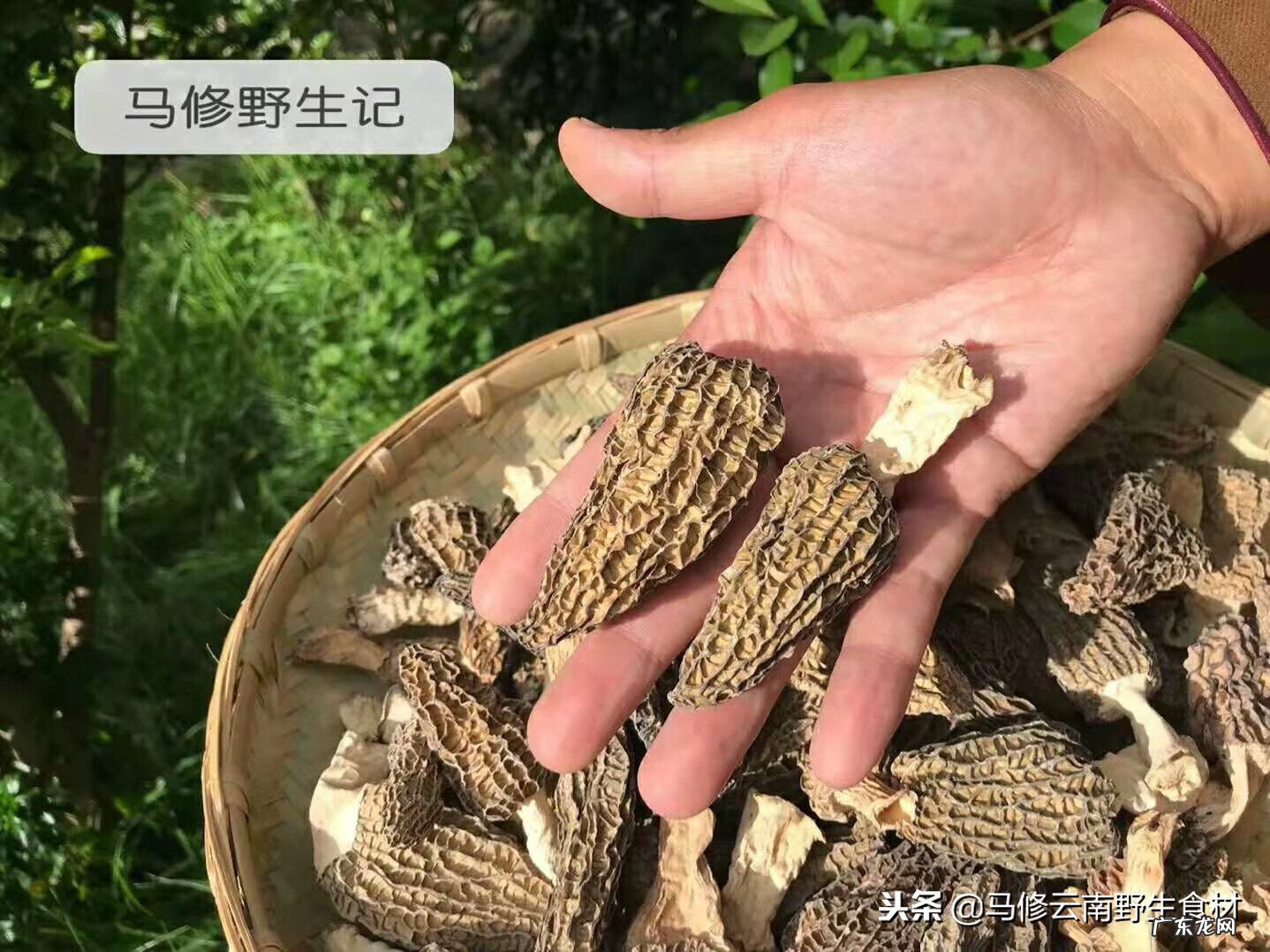 羊肚菌有什么功效与作用 羊肚菌的功效与作用